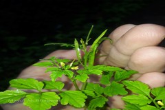 Cardamine trichocarpa